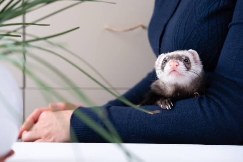 Portrait of cute and tired domestic pet ferret resting in her owner's hands