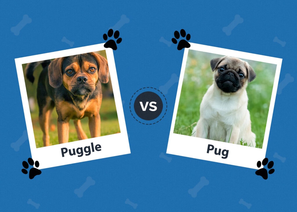 Puggle Vs Pug