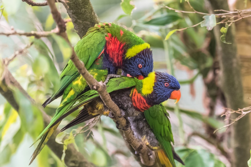 How Do Parrots Mate Vet Approved Reproduction Explanation Hepper Pet 