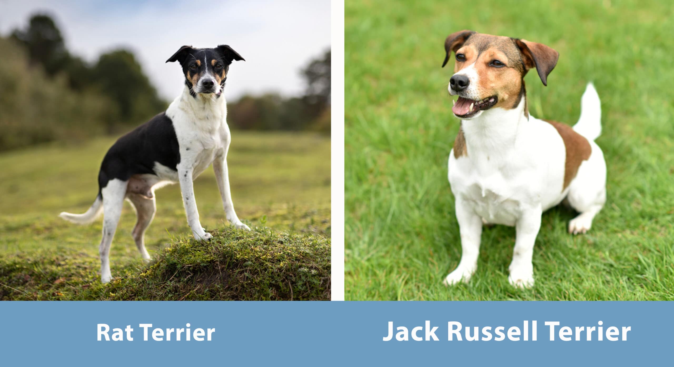 Rat Terrier vs. Jack Russell Terrier Side By Side