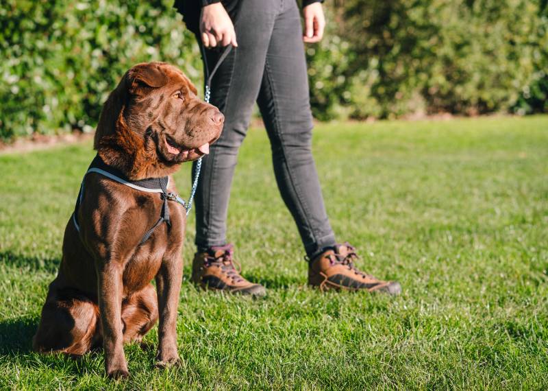 Shar Pei Labrador Mix dog is sitting on the grass wearing a harness while his owner gives him a walk