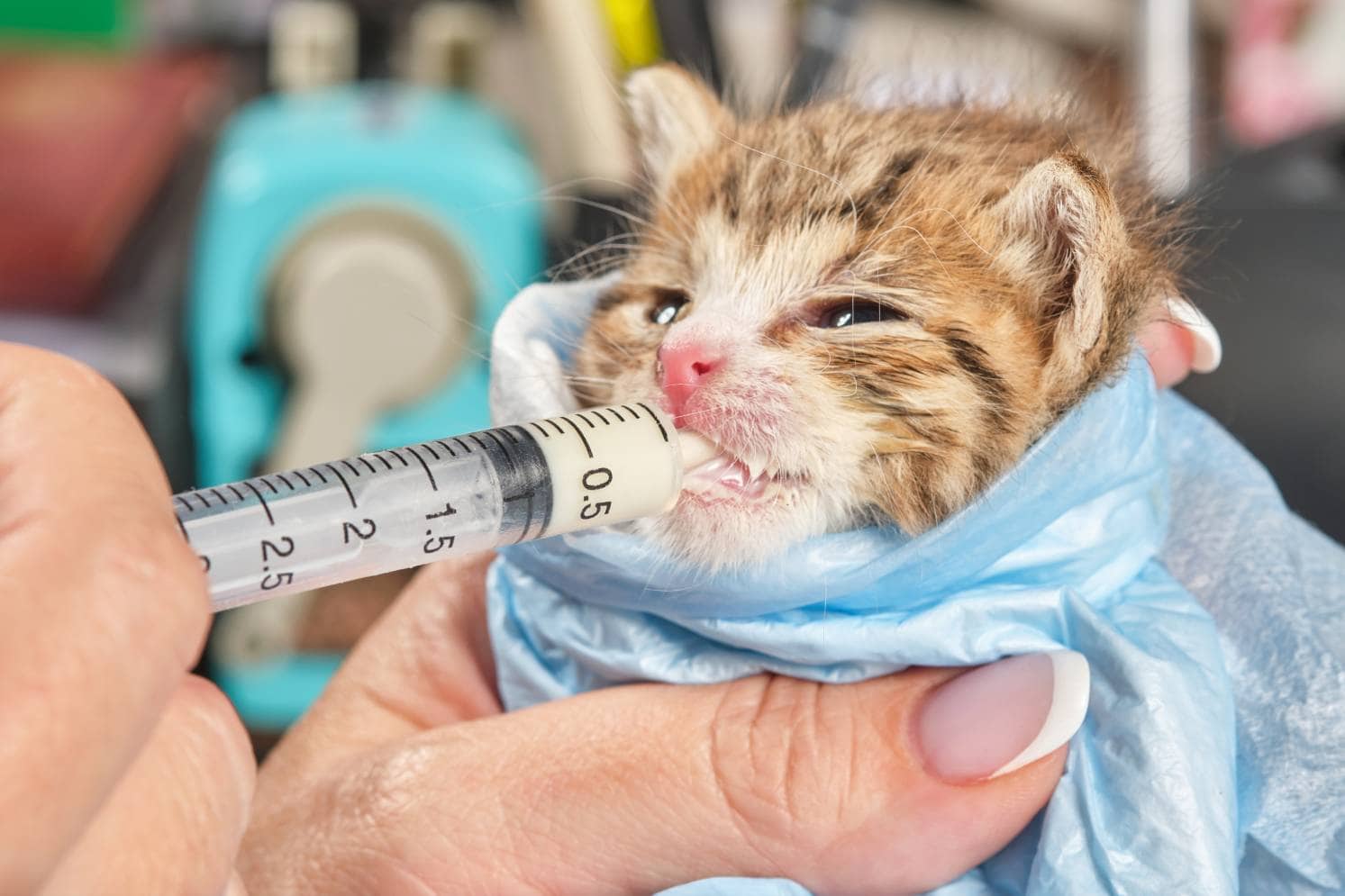 how to feed milk to kitten