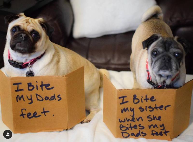 Some dogs are biters