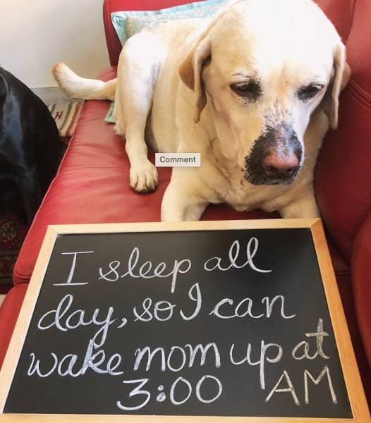 Some dogs are night owls