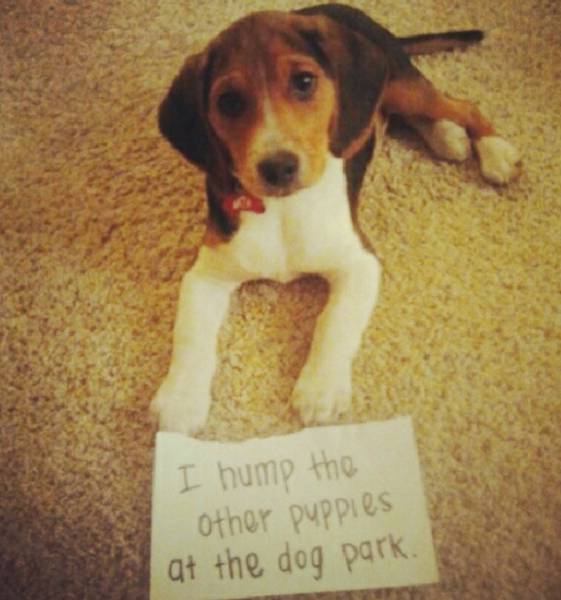 Some puppies just can’t help it