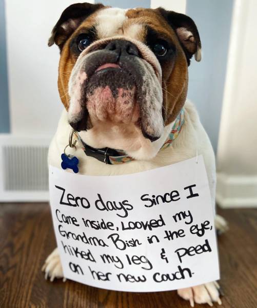 Sounds like he disapproves of the new couch