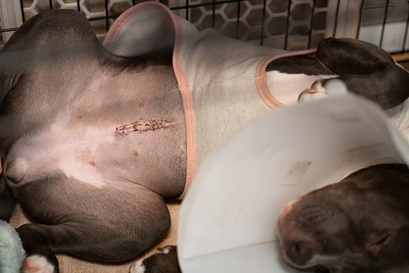 Spay Incision Cat