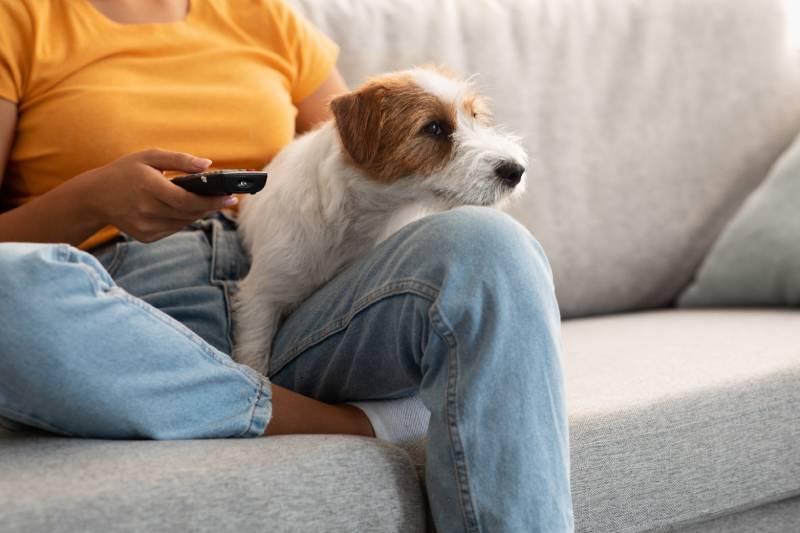Sweet fluffy jack russel terrier dog watching TV with its female owner