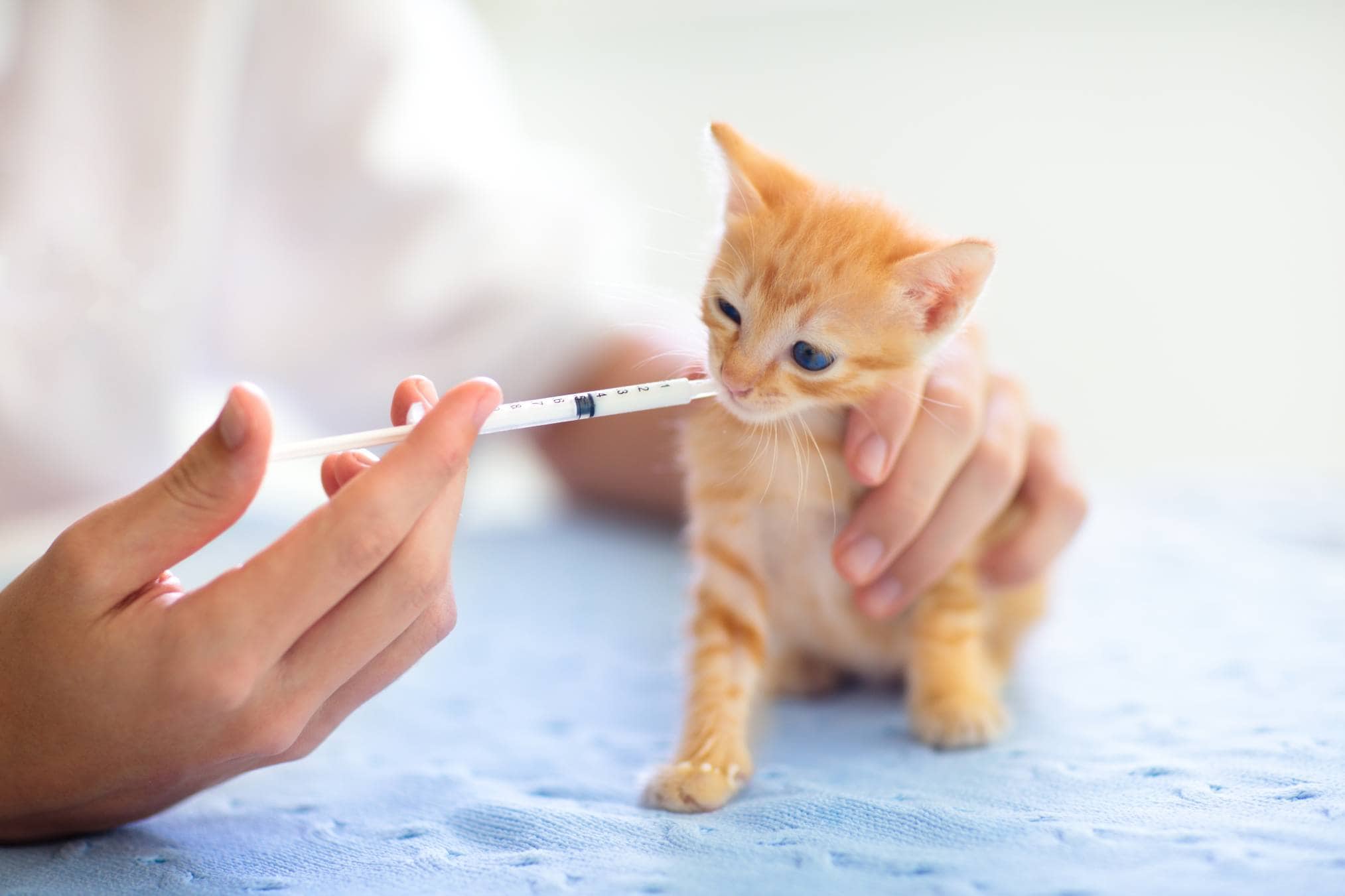 Syringe Feed a Kitten