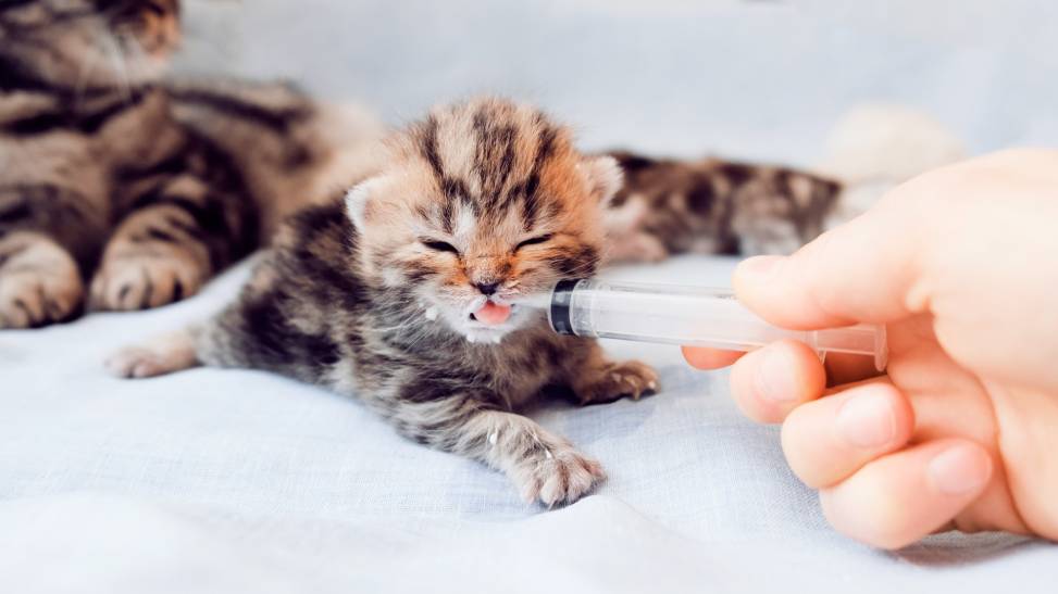 Syringe Feed a Kitten