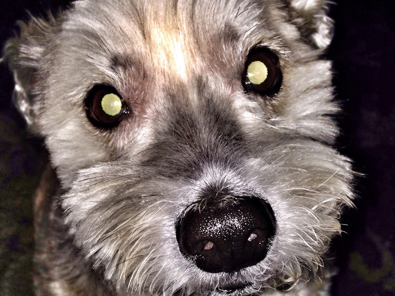 Terrier with glowing yellowish eyes at night