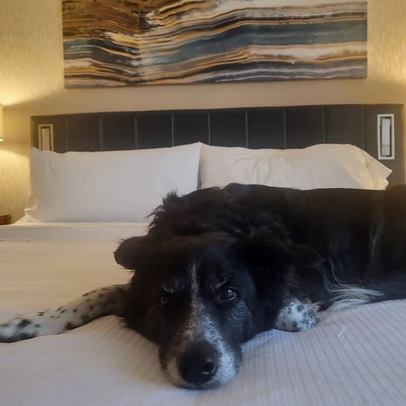 The Westin Dallas Downtown