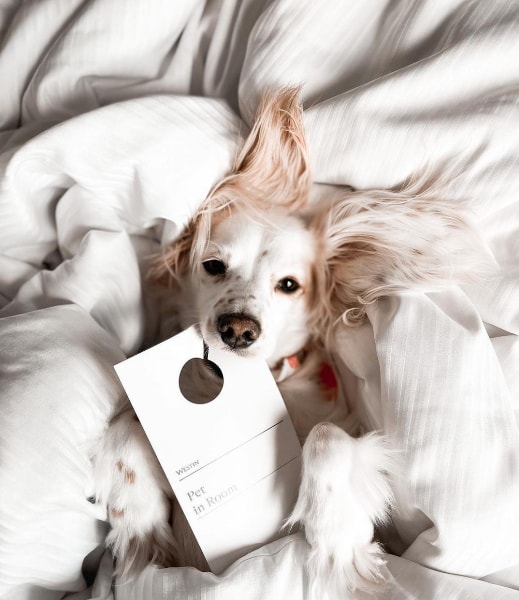 The Westin Indianapolis