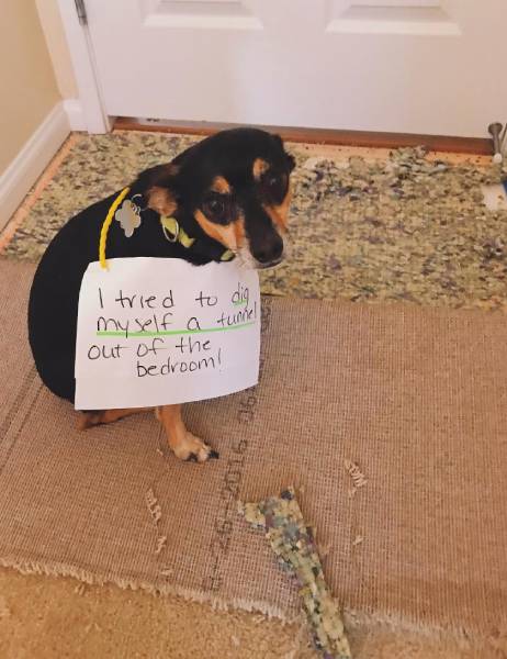 The carpet wrecker
