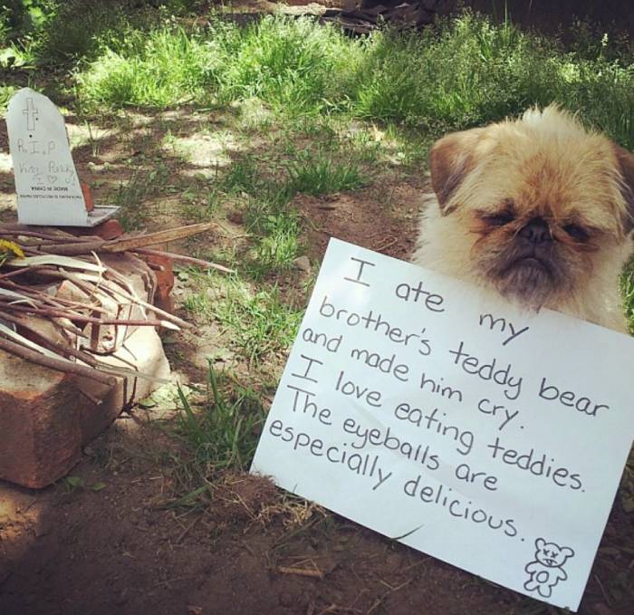 The teddy bear graveyard