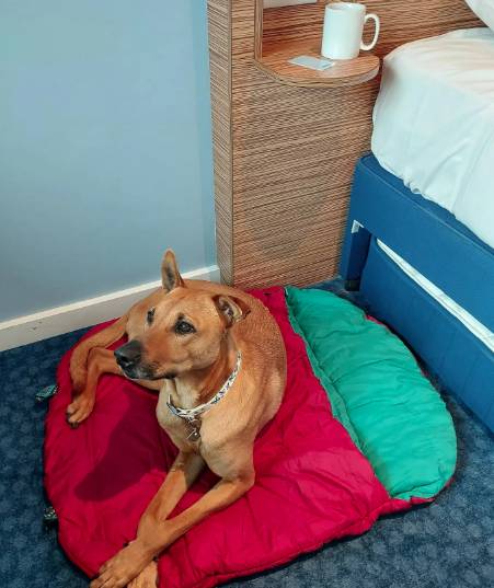 Travelodge by Wyndham Winchester