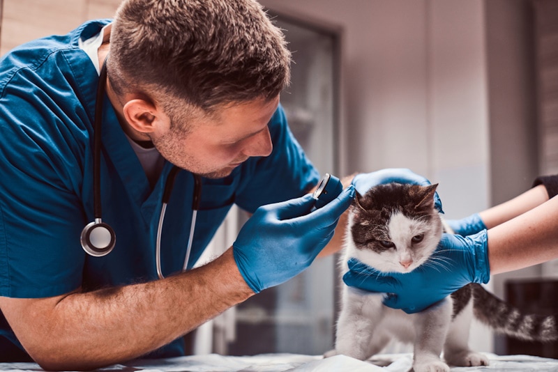 Vet inspecting ear of a cat