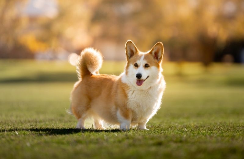 Welsh Pembroke Corgi dog standing on the field