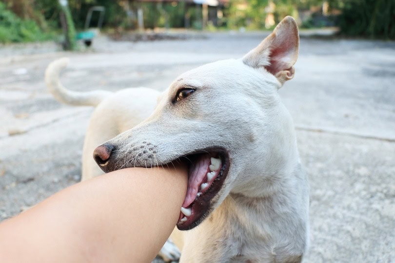 White dog biting human