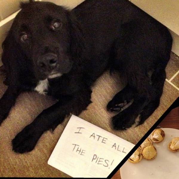 Who ate all the pies?