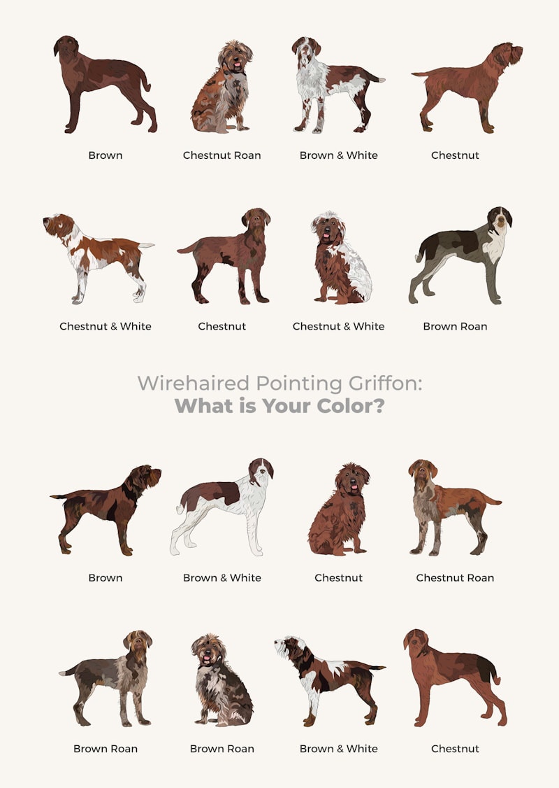 Wirehaired Pointing Griffon in different colors