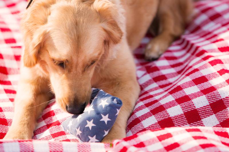Young Golden Retriever Puppy Plays with Chew Toy on a Red and White Cloth