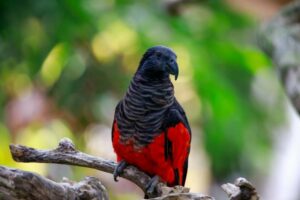 Dracula Parrot: Pictures, Personality, Food & Care Guide | Hepper Pet