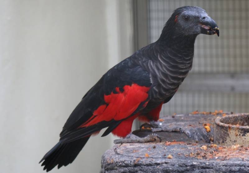 a dracula parrot eating outdoors