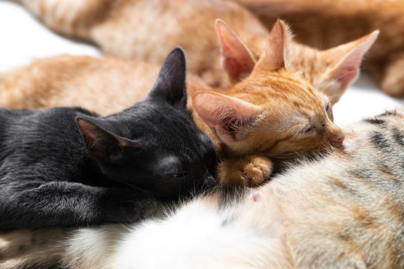adorable tabby kitten suckling on their mother