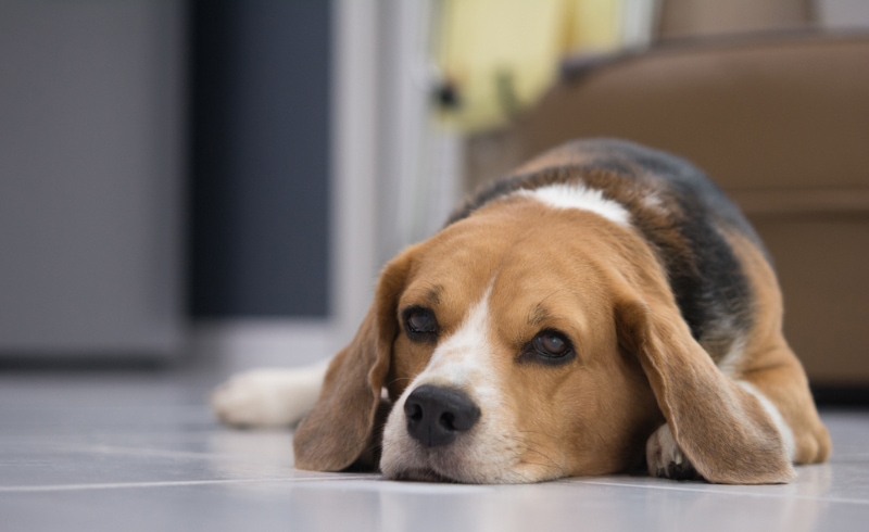 beagle dog lying on the floor