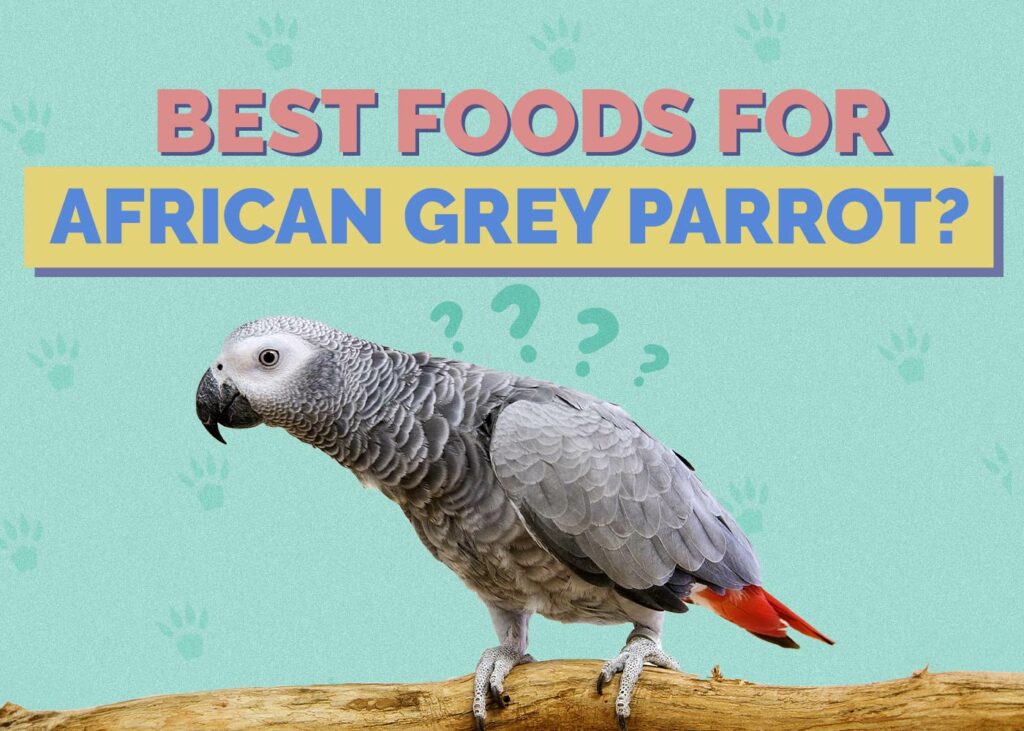 Best Foods for African Grey Parrots