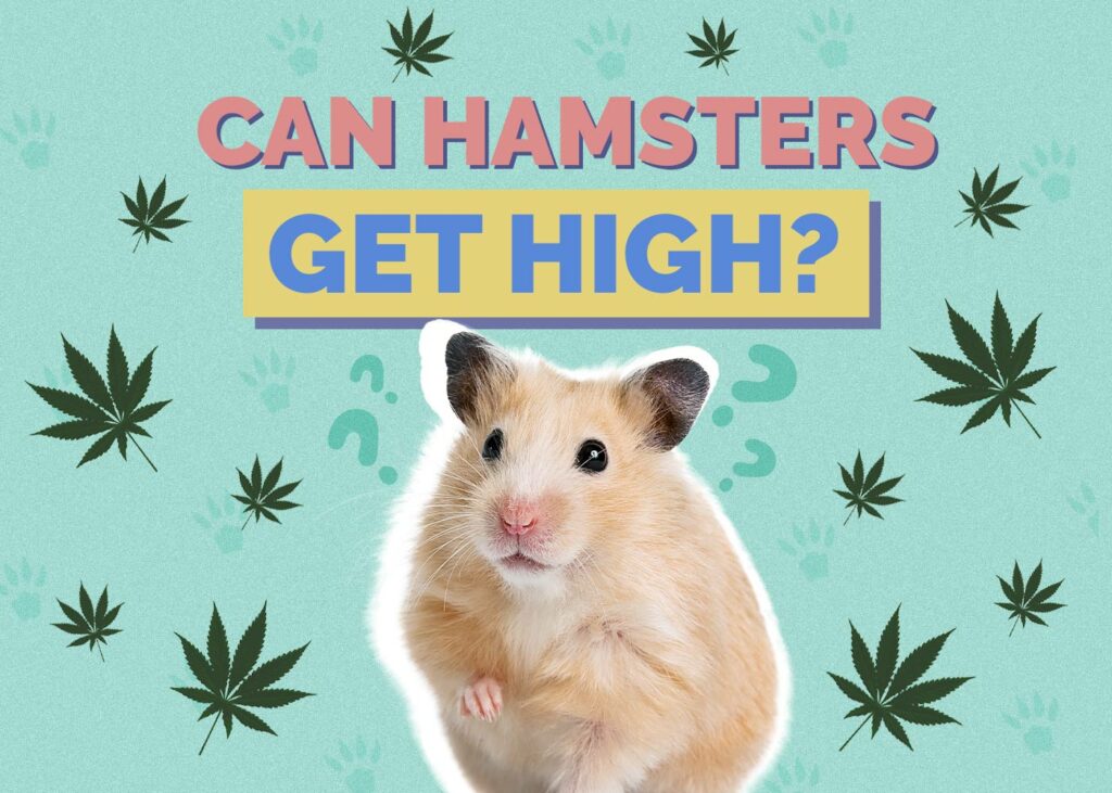 Can Hamsters Get High
