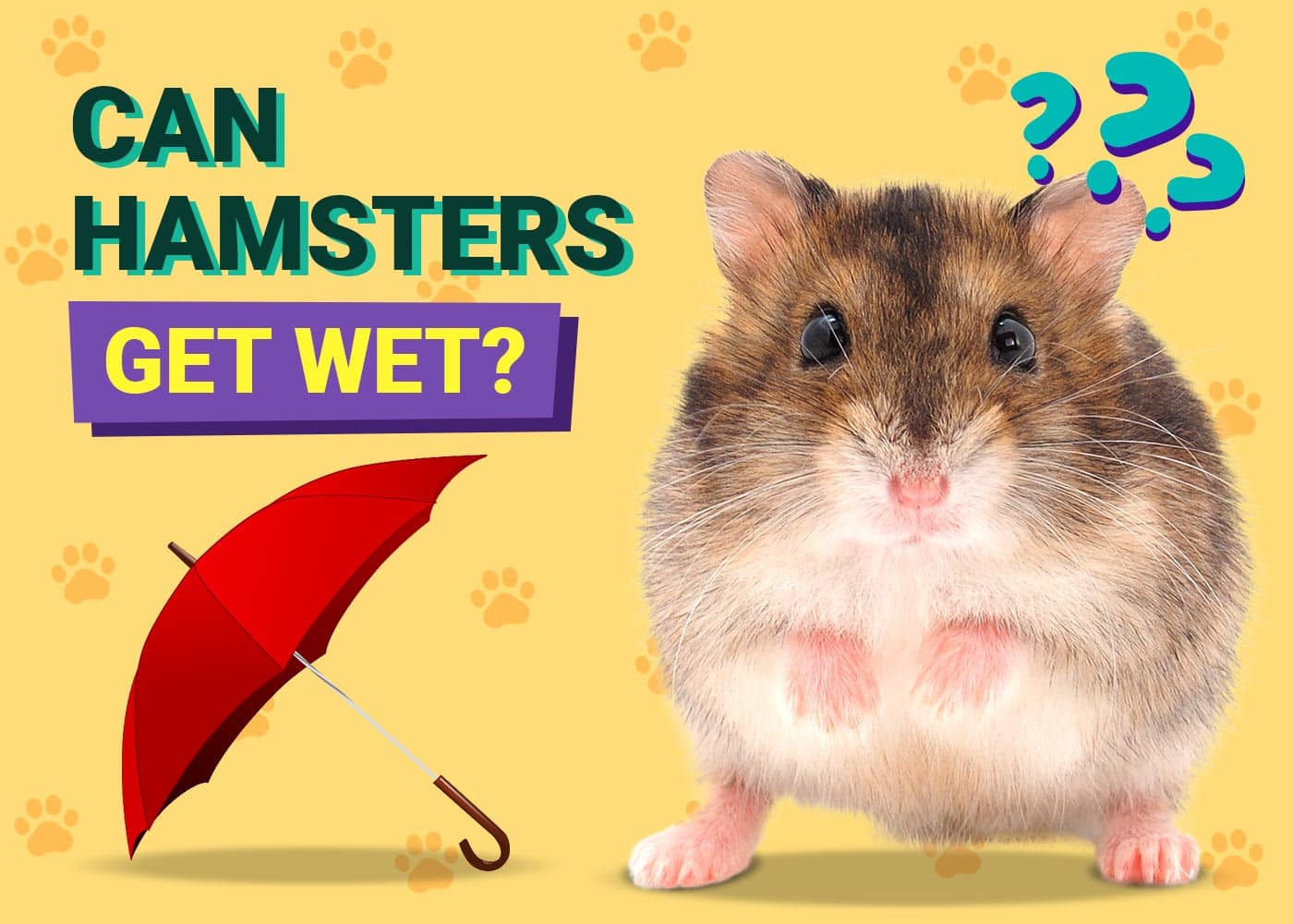 Can Hamster get wet