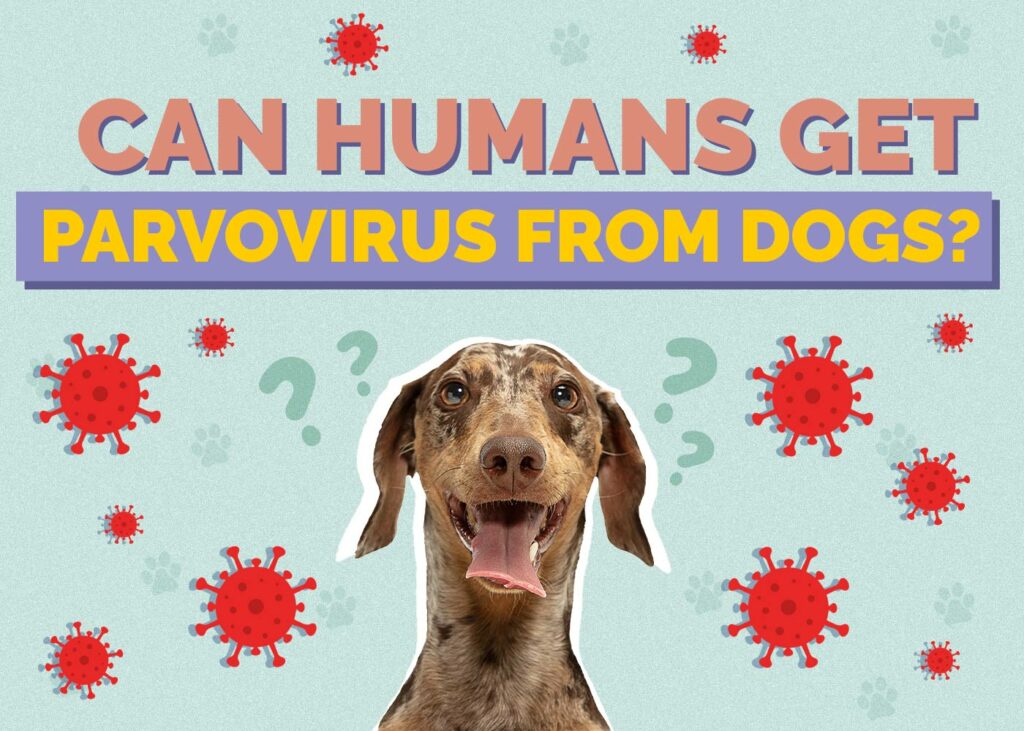 Can Humans Get Parvovirus From Dogs