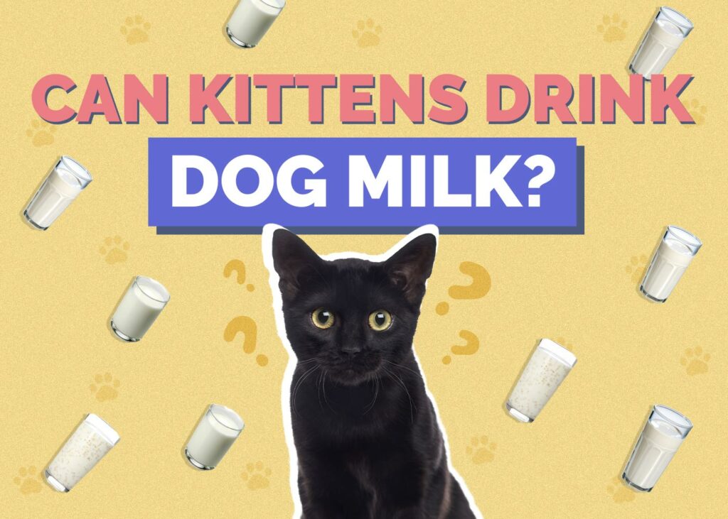 Can Kittens Drink Dog Milk