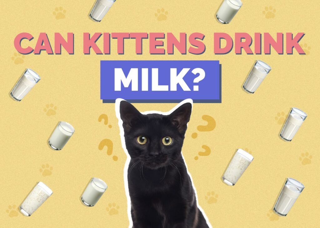 Can Kittens Drink Milk