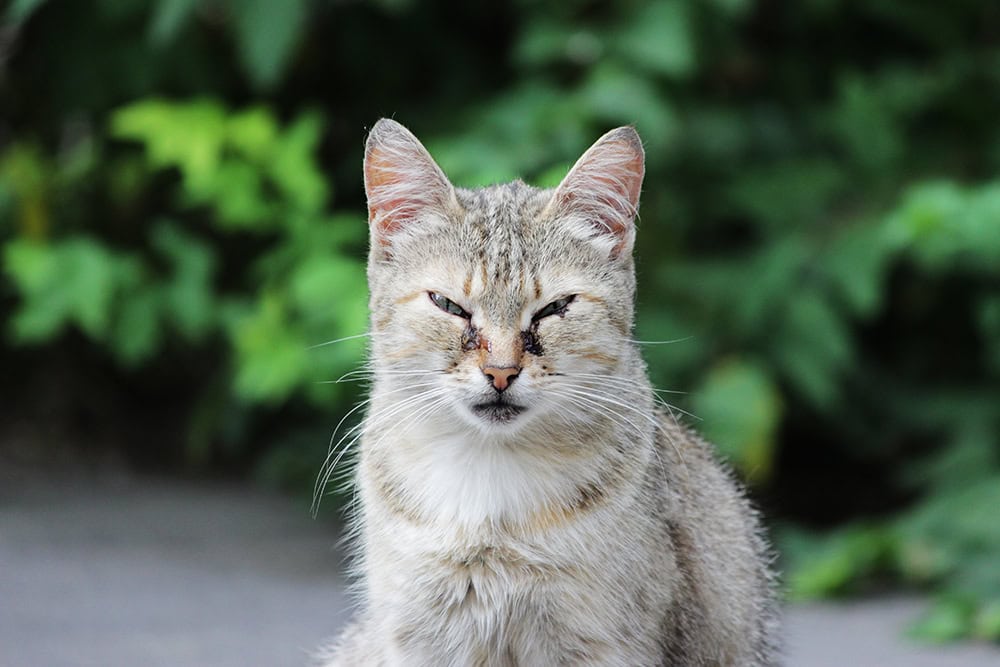 cat infected with chlamydia