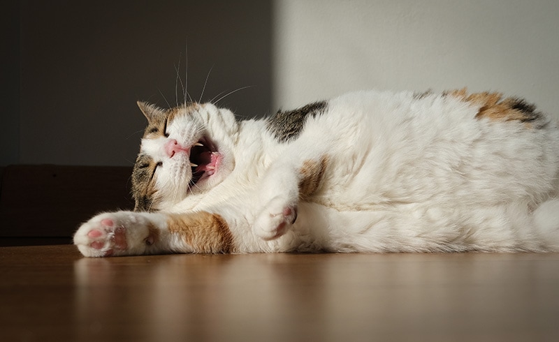 cat lying on the floor laughing