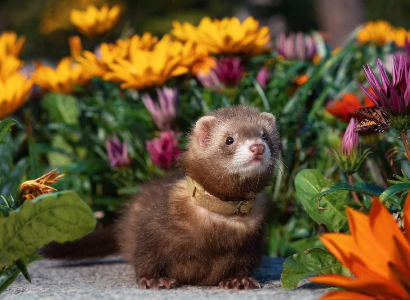 chocolate colored ferret 