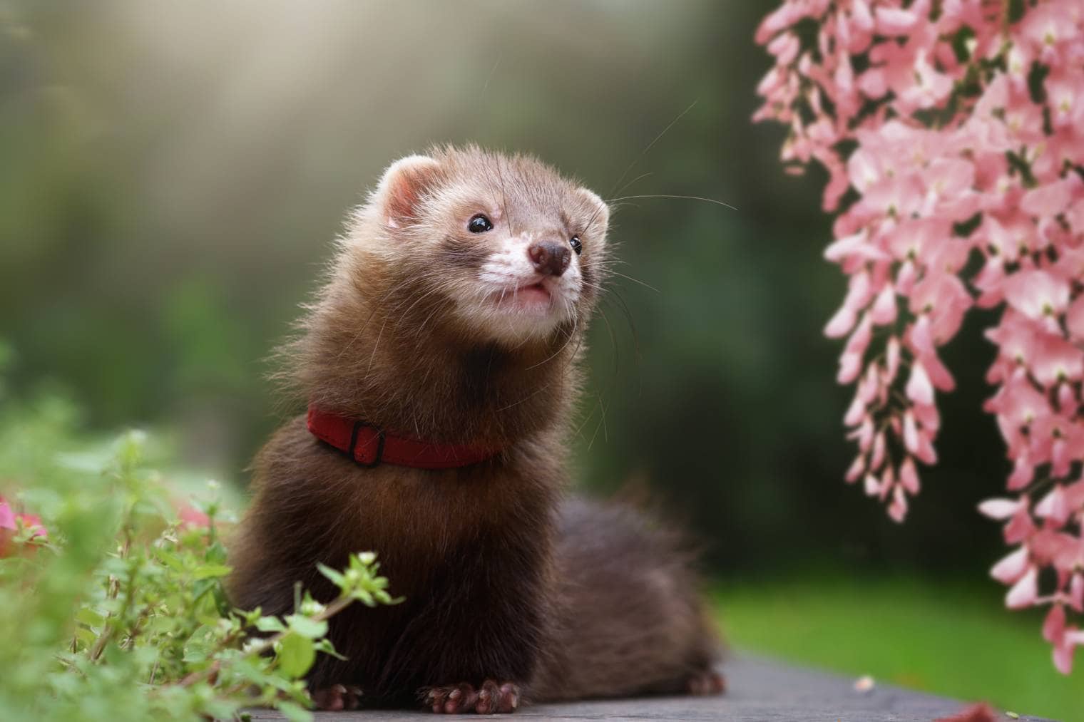 chocolate colored ferret