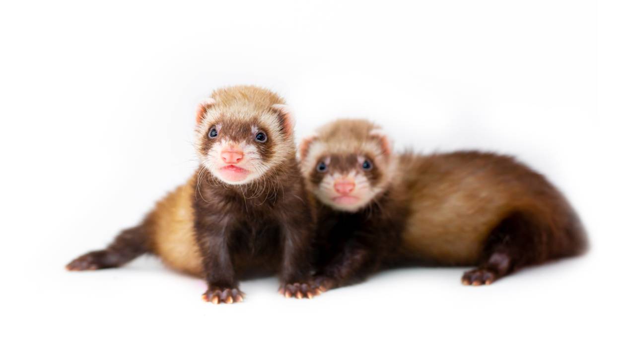 chocolate colored ferret