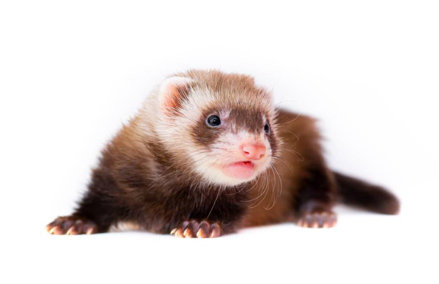 chocolate colored ferret