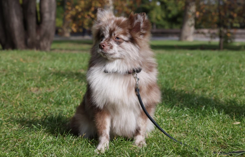 chocolate merle pomeranian spitz dog sitting on the grass outdoors