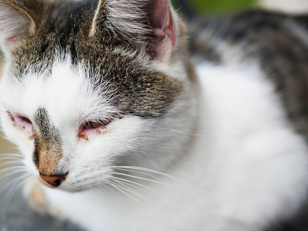 close up cat with chlamydia