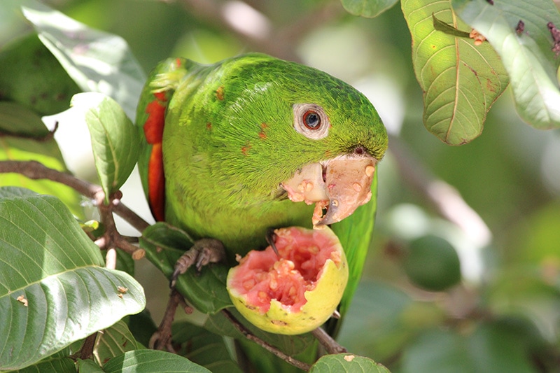 close up Green parrot bird eating guava on the tree