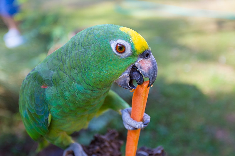 close up green parrot eating carrot slice