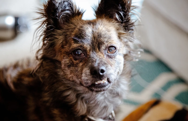 close up of a brindle pomeranian dog