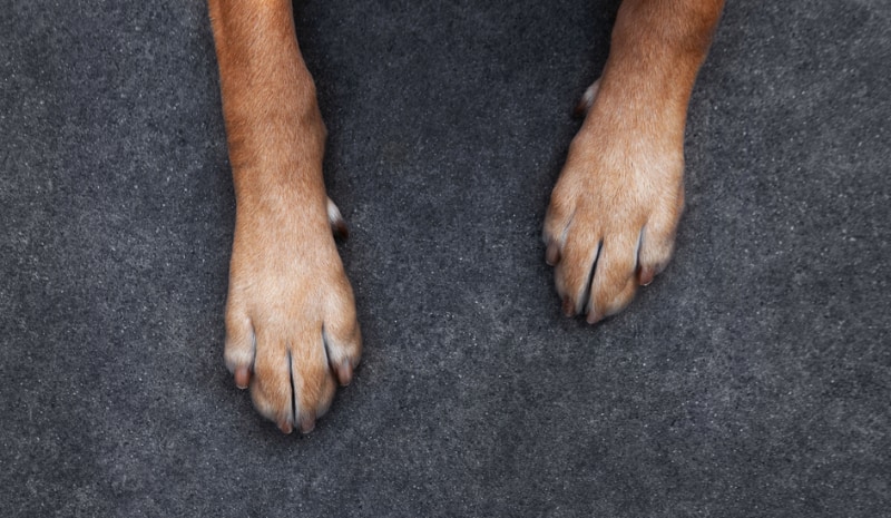 close up of dog paws on concrete ground