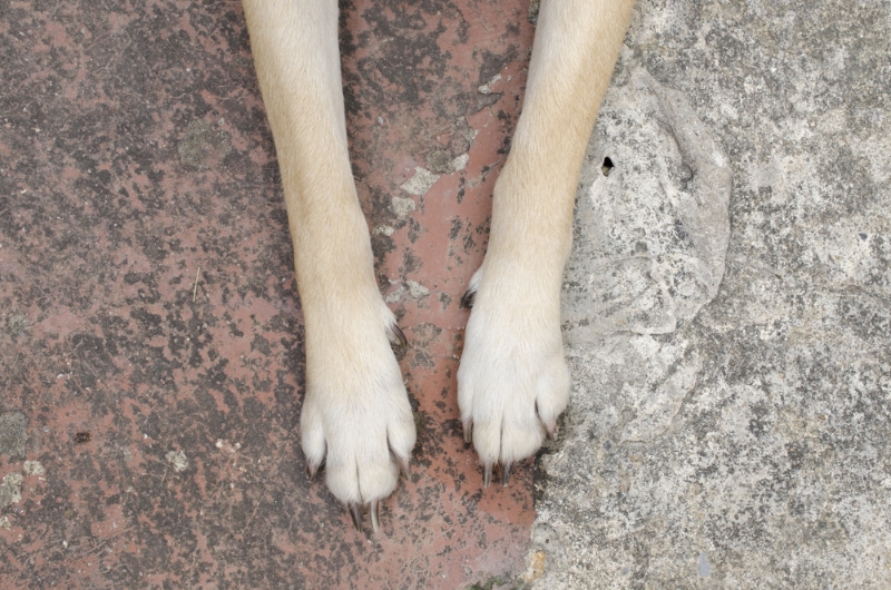 close up of dog paws