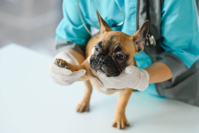 close up of french bulldog dog and veterinarian doctor hand at vet clinic